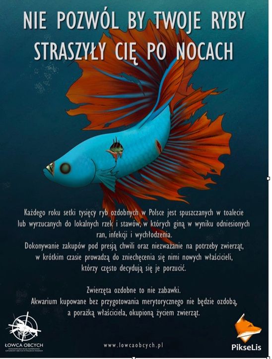 Warszawa. Złota rybka z Pola Mokotowskiego. Nie trzy życzenia, ale trzy mandaty