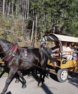 Koniec z bryczkami na Morskie Oko? "Rozwiązanie przynajmniej hybrydowe"