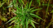 Marihuana znacznie zwiększa ryzyko schizofrenii
