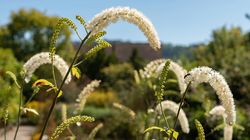 Ziołowe leki na menopauzę - czy są skuteczne i bezpieczne?