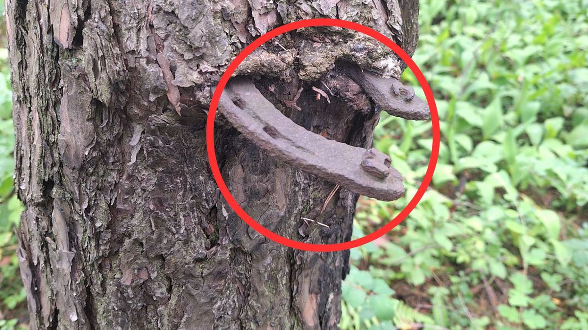 Podkowa wrosła w drzewo