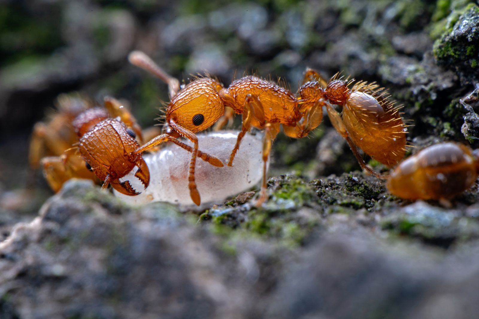 Mitakon 85 mm f/2.8 Macro to obiektyw, który może zmienić świat tej dziedziny 14