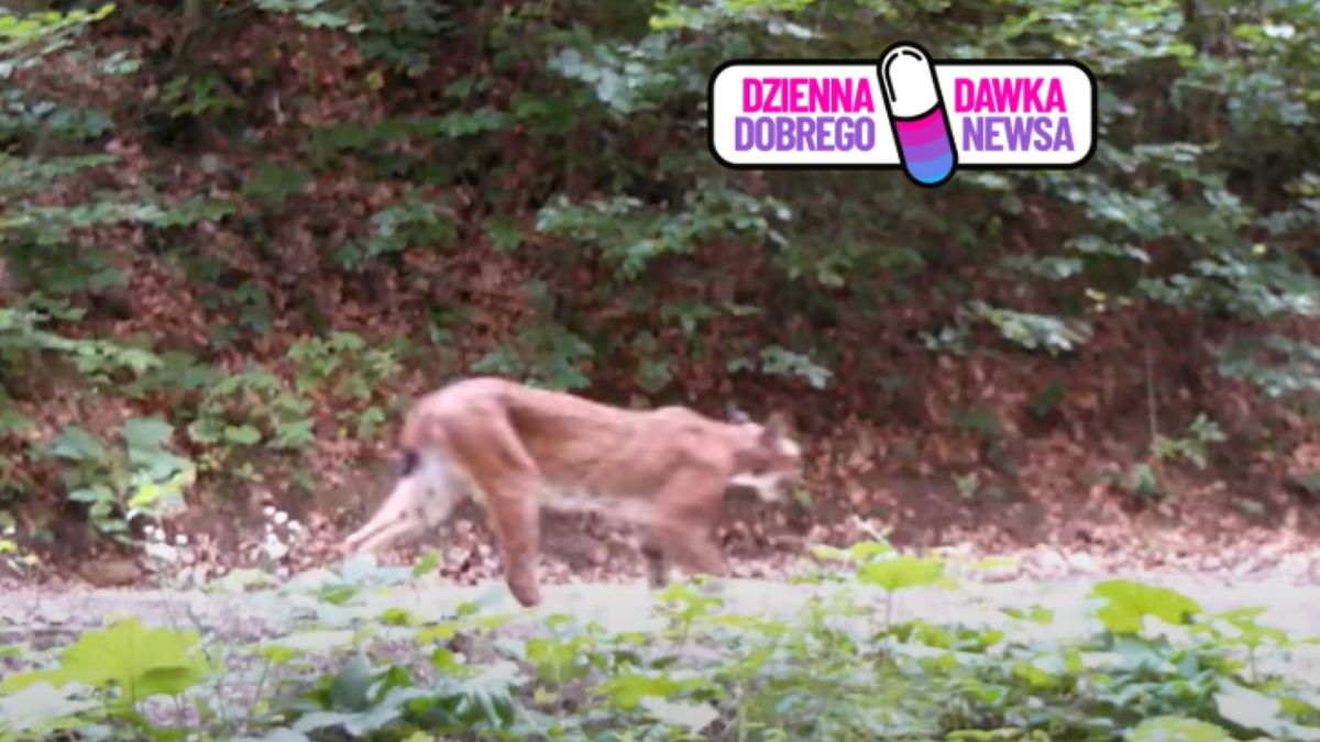 Fotopułapka nagrała rysia