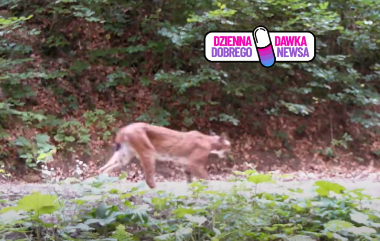 Fotopułapka nagrała wyjątkową scenę. "Jak na wybiegu"