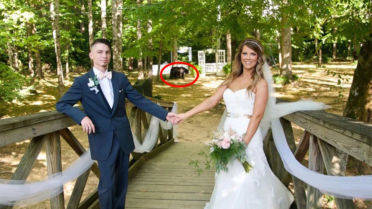 Niedźwiedź czarny przeszkodził w sesji ślubnej 1