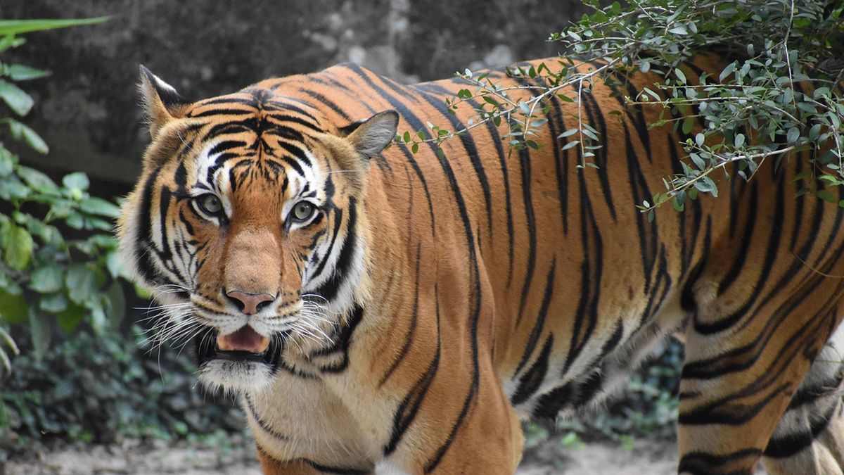 WWF zachęca, aby wybrance na Dzień Kobiet "sprezentować tygrysa"  