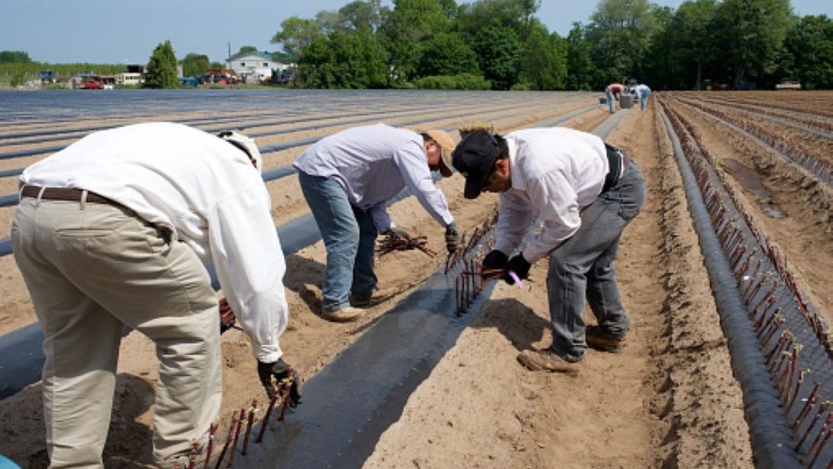 Obywatele Rumunii byli zmuszani do niewolniczej pracy przy zbiorze szparagów. Prawdopodobnie padli również ofiarami przemocy (zdjęcie ilustracyjne)