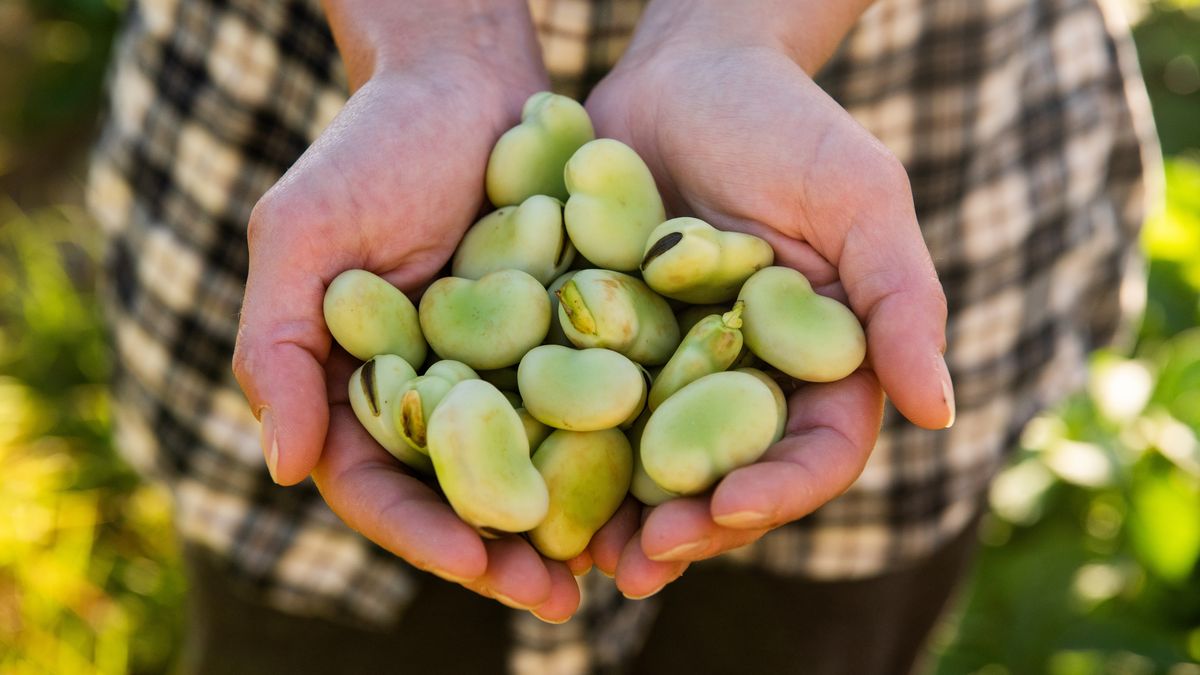 Kto nie powinien jeść bobu?