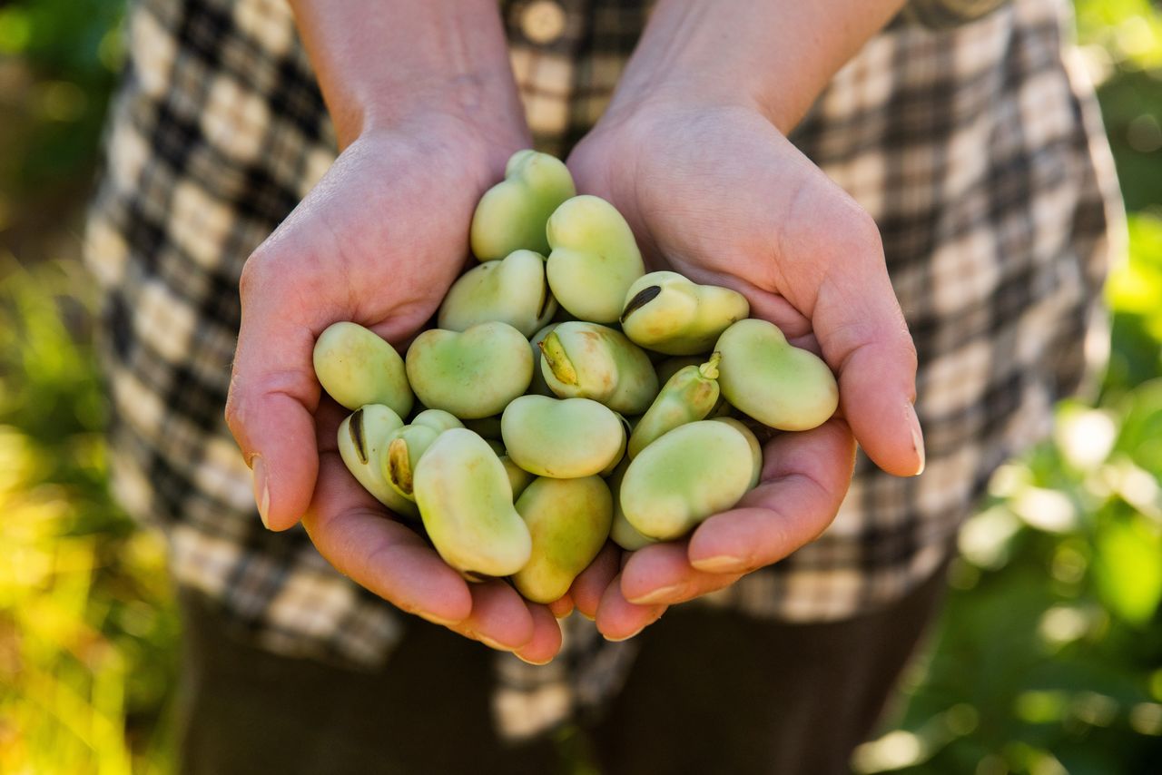 Who should not eat broad beans?