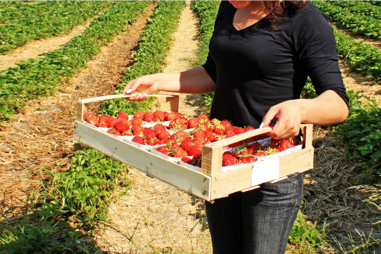 Rekordowe ceny truskawek na skupie. Producenci w szoku