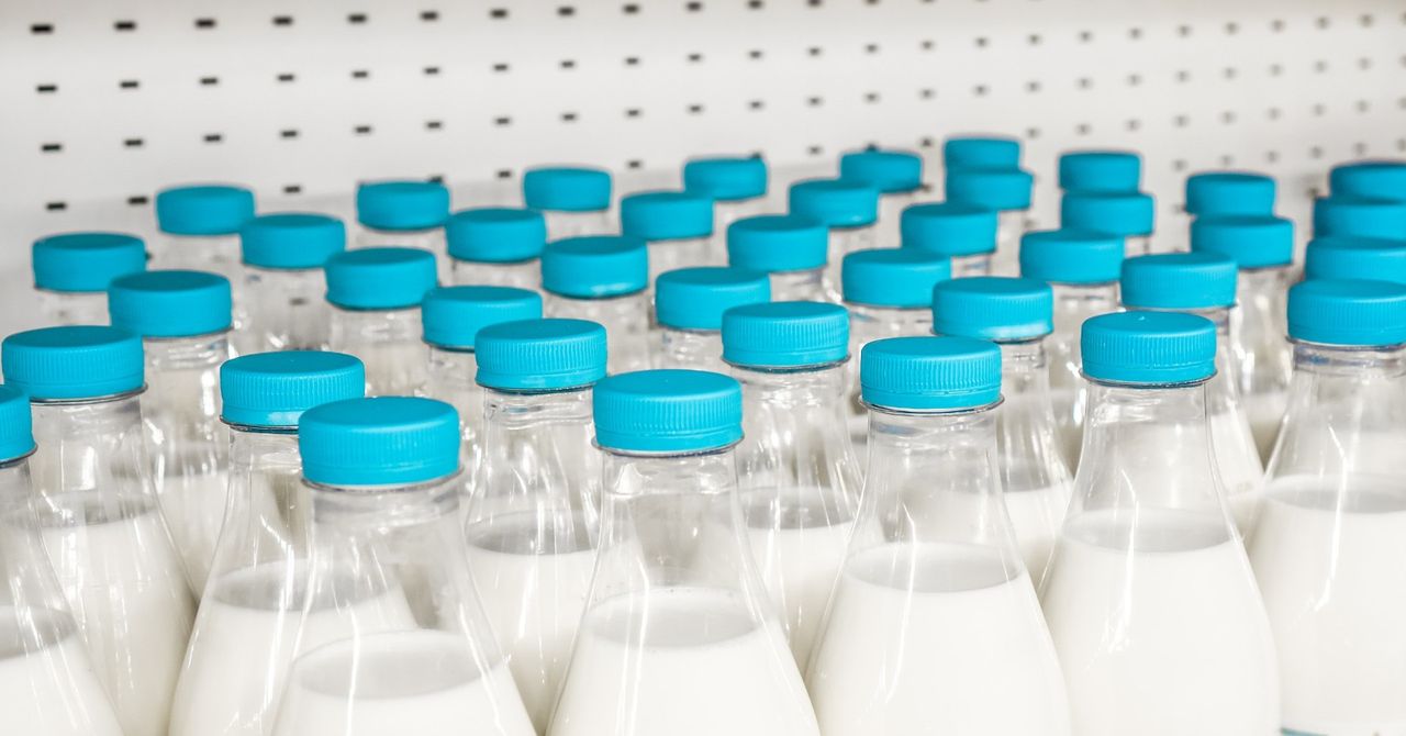 TOP 10 polskich mleczarni. Najwyższe standardy jakości i produkcji