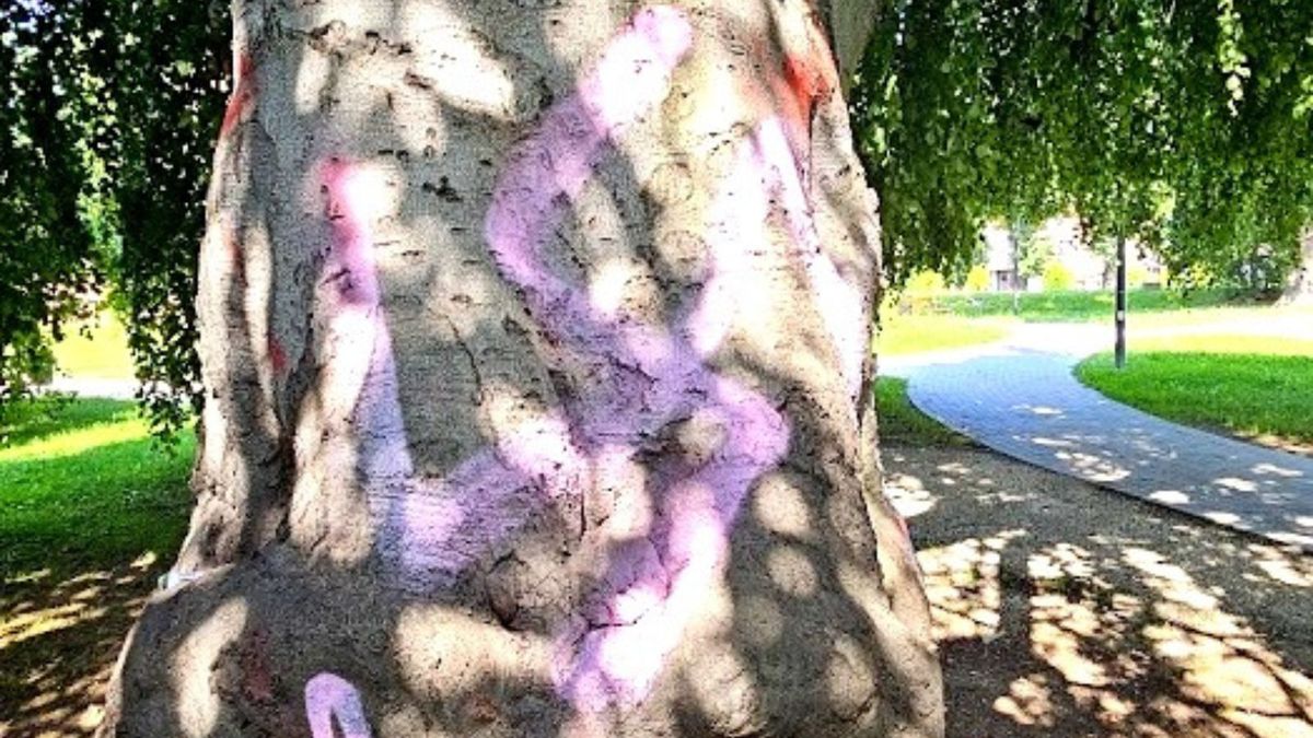 Dwustuletnie drzewo oszczpecone