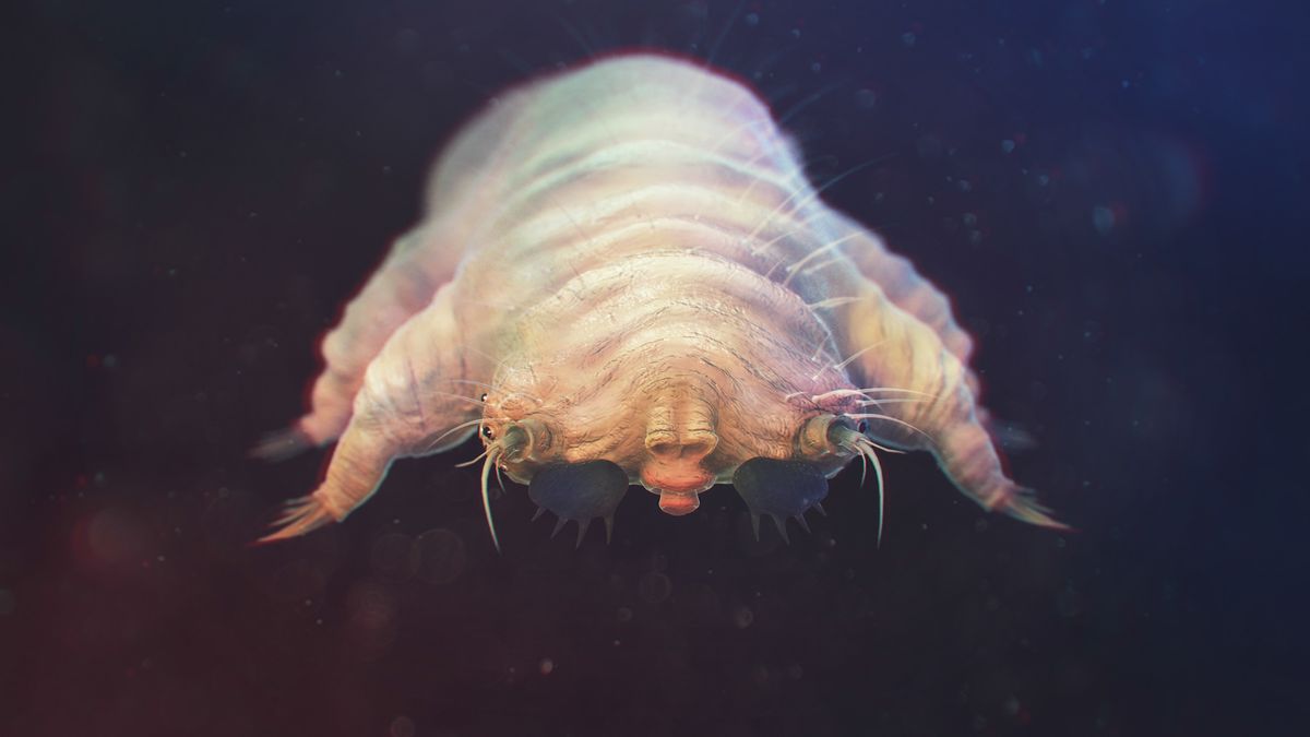 Nużeńce to roztocza, które mogą zamieszkiwać rzęsy i włosy