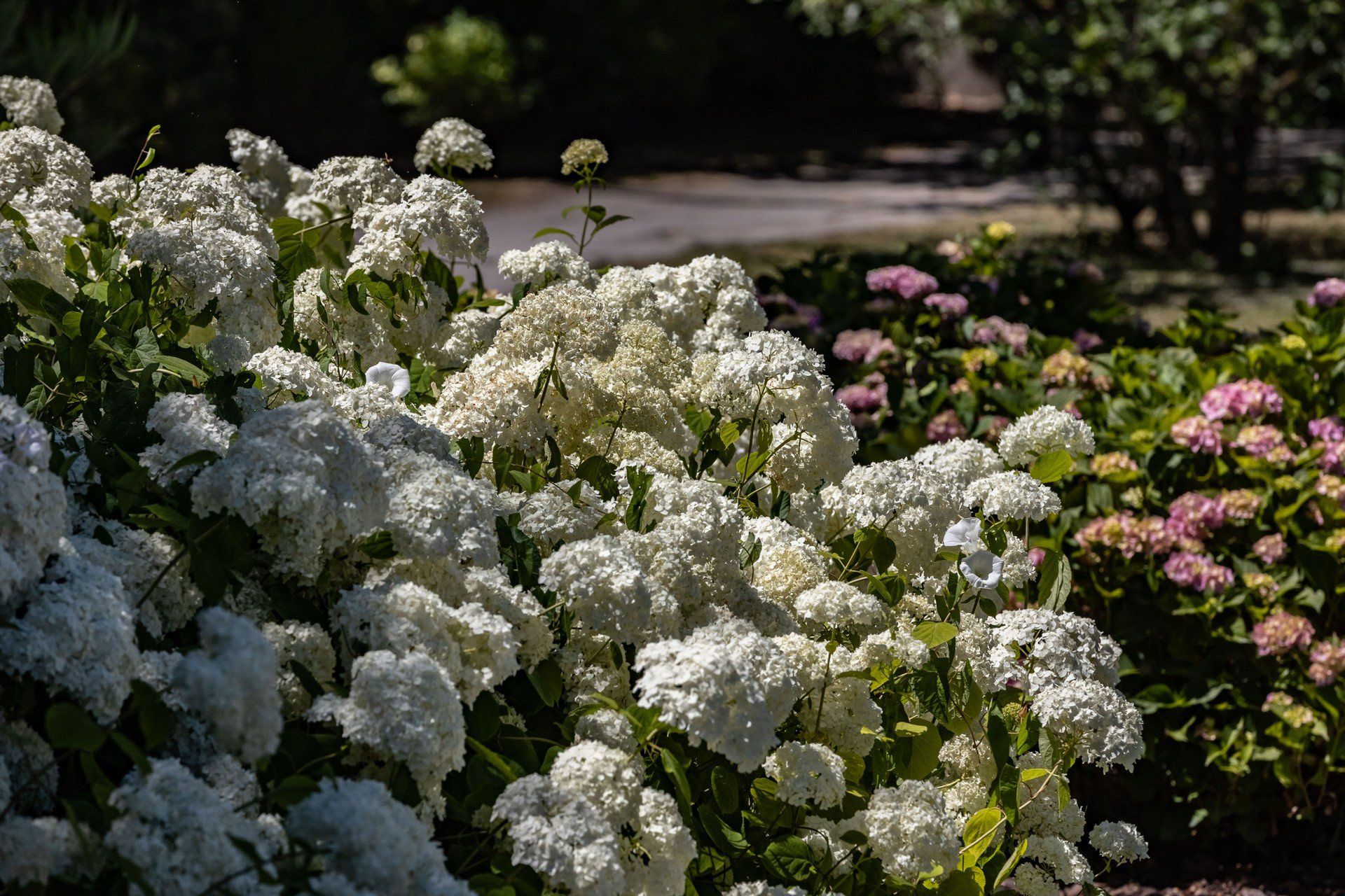 Hortensje w Ogrodzie Botanicznym Uniwersytetu Jagiellońskiego w Krakowie