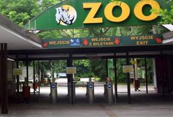 Groźny wirus w poznańskim zoo. Zamkną ogród?