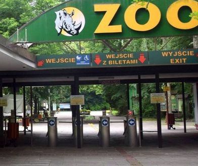 Groźny wirus w poznańskim zoo. Zamkną ogród?