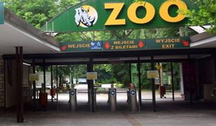 Groźny wirus w poznańskim zoo. Zamkną ogród?