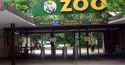 Groźny wirus w poznańskim zoo. Zamkną ogród?