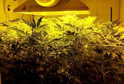 Mazowieckie. Policja zlikwidowała plantację konopi. Znaleźli ponad 160 krzaków [ZDJĘCIA]