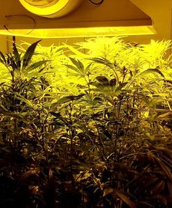 Mazowieckie. Policja zlikwidowała plantację konopi. Znaleźli ponad 160 krzaków [ZDJĘCIA]