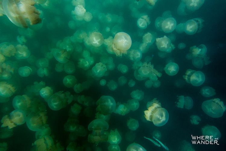 Fotograf, który odważył się pływać wśród setek meduz 4