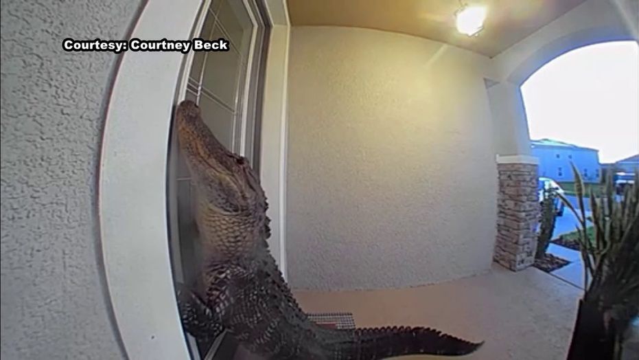 Alligator klopft an: Schrecken in Tortugas Vorstadt in Florida