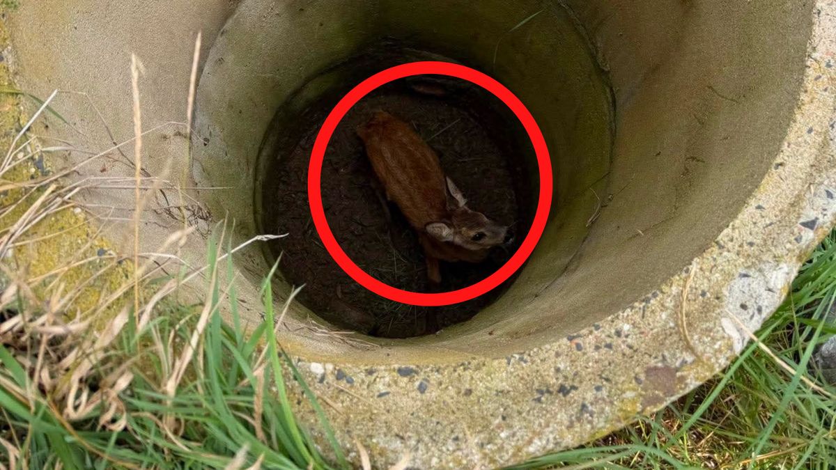 Ratowali sarnę ze studni.