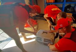 Świnoujście. Bóbr w opałach. Do akcji wkroczyli ratownicy WOPR