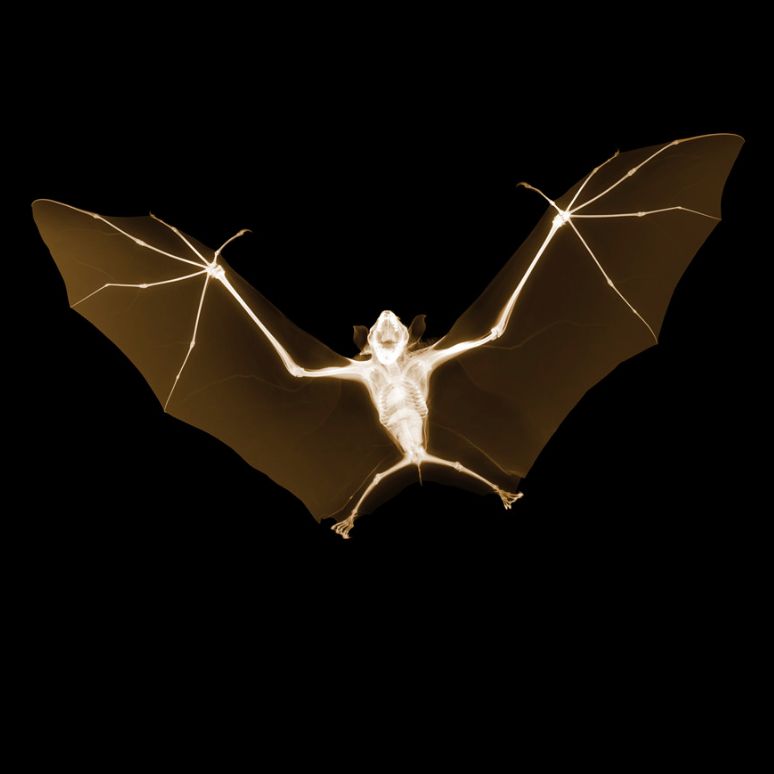 Nick Veasey - mistrz rentgenowskich zdjęć 16