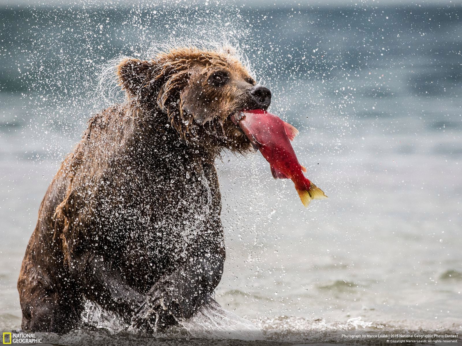 Zachwycają przyroda, czyli najlepsze zgłoszenia National Geographic Photo Contest 2015 13
