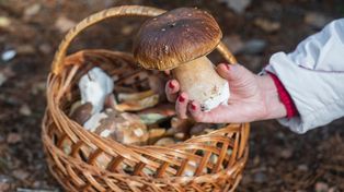 W tych regionach pojawi się najwięcej grzybów. Grzybiarze już zacierają ręce