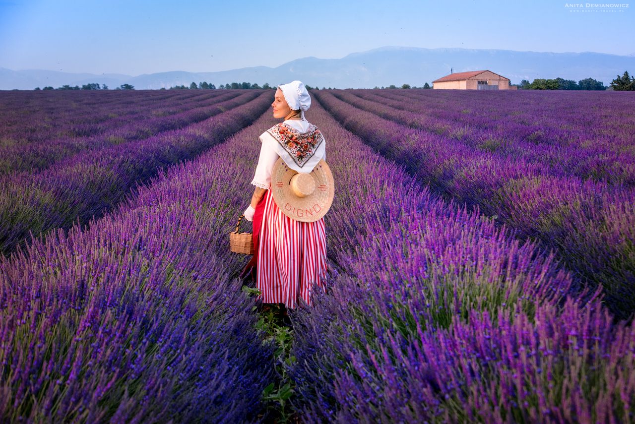 Lawendowe pola w Prowansji, Francja.