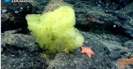 SpongeBob i Patrick naprawdę istnieją! Ujęła ich podwodna kamera