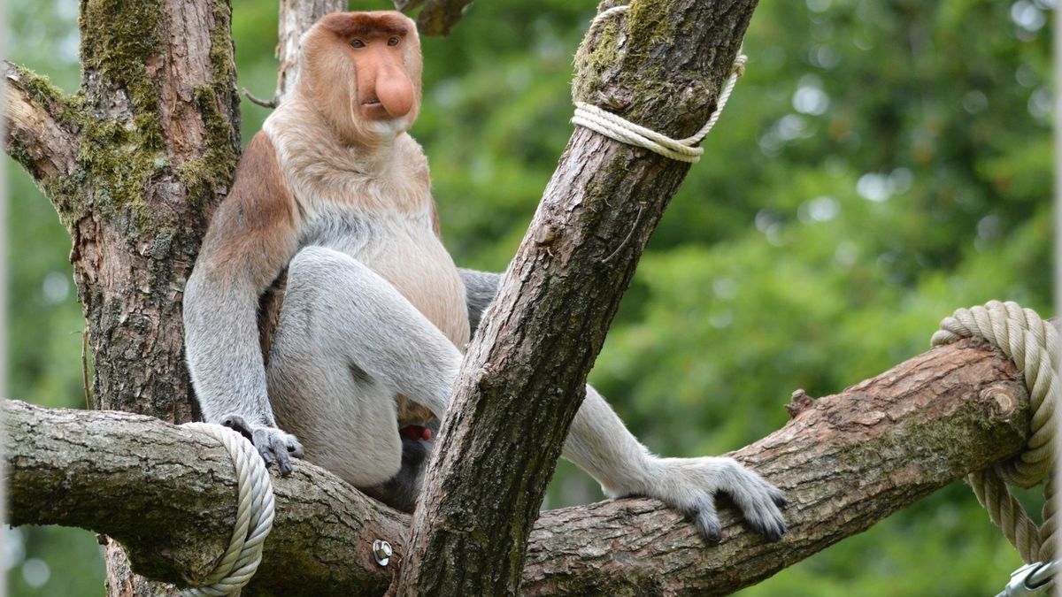 Fajna ta promocja Xiaomi. Taka nie za atrakcyjna 1