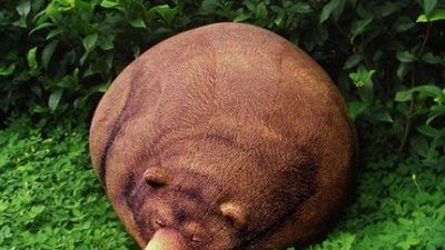 Najfajniejsza pufa na świecie 1