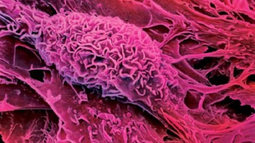 Te dorosłe komórki macierzyste się nie starzeją 1