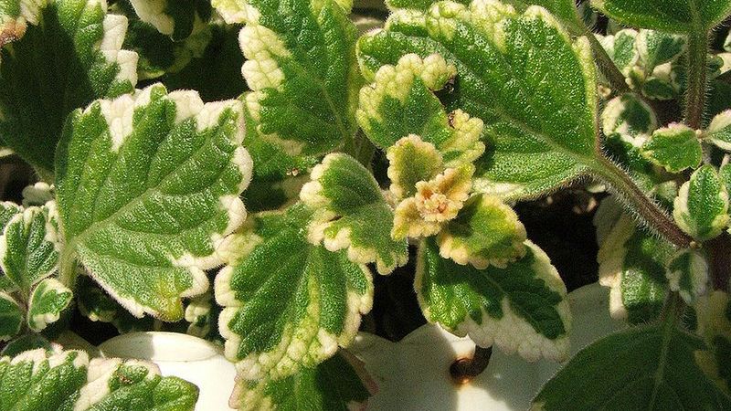 Komarzyca pomaga udrażniać drogi oddechowe