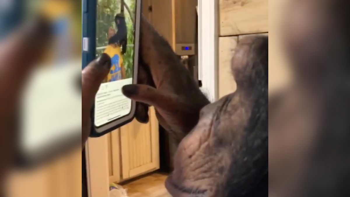 Nawet małpa umie obsłużyć iPhone'a. I robi to całkiem dobrze! 1