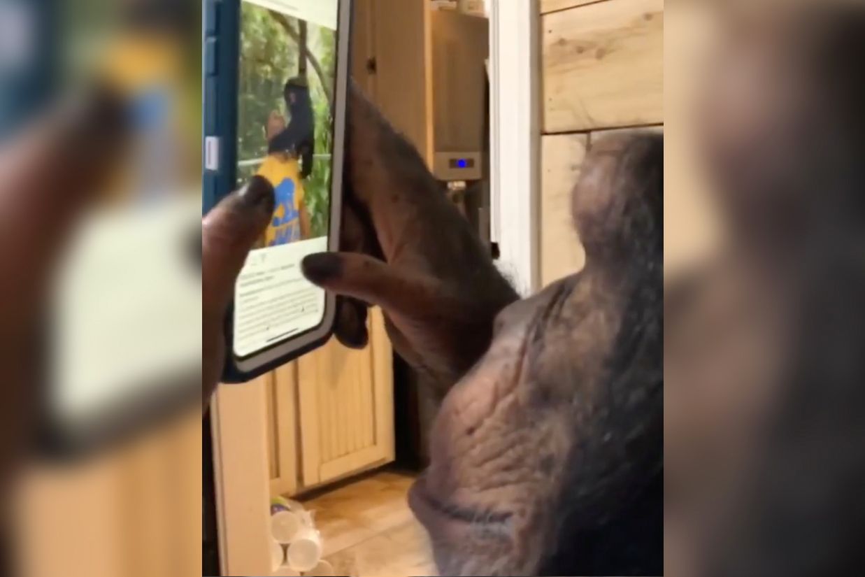 Nawet małpa umie obsłużyć iPhone'a. I robi to całkiem dobrze!