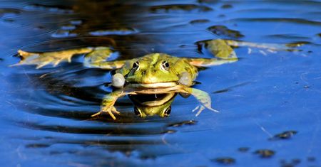 Chytridiomikoza - przyczyny, objawy i globalne skutki