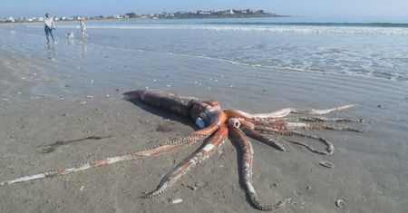 Gigantyczna kałamarnica na plaży