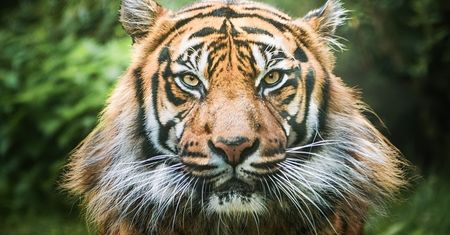 Wrocław. ZOO czeka na zwiedzających. Można pomóc ogrodowi w trudnych czasach