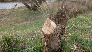 Obrzycko: Wandale podpalili drzewo. Topola u ujścia Samy nie przetrwała