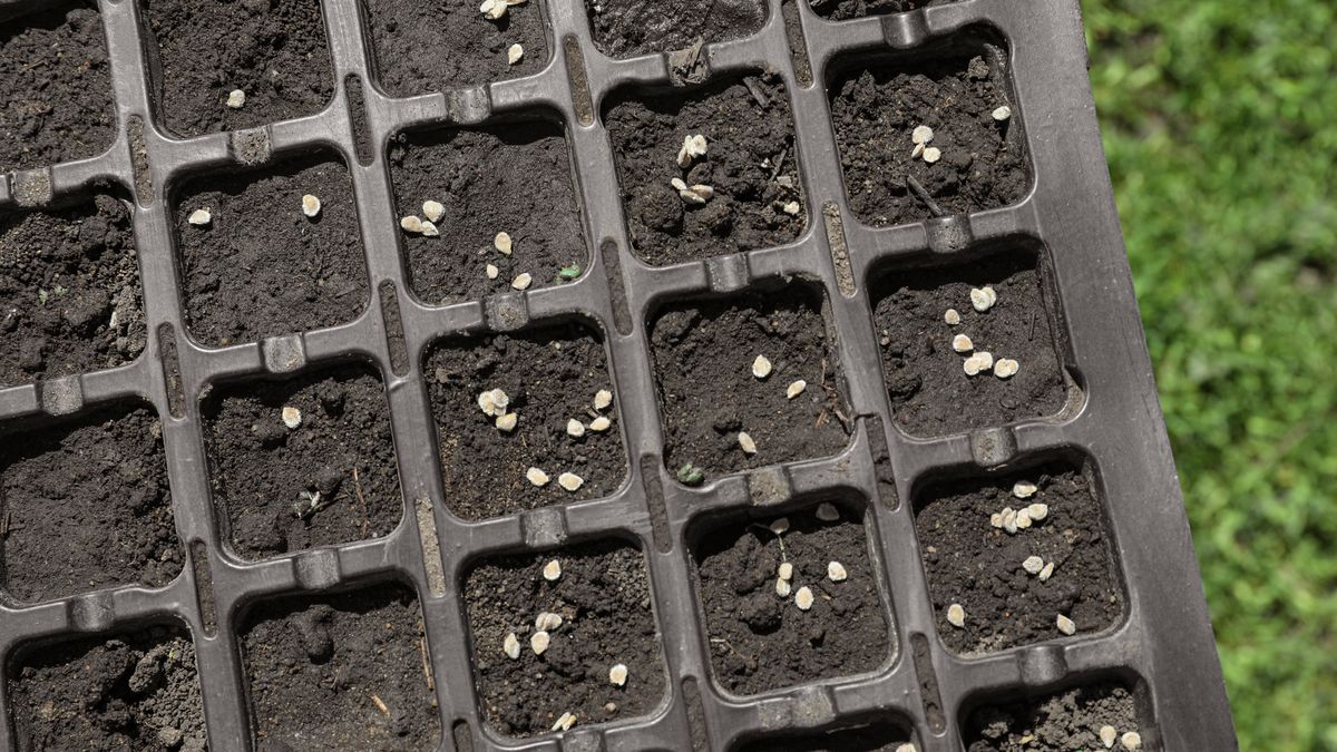 Jakie warzywa wysiewać w lutym?