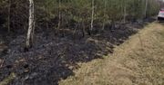 Duże zagrożenie pożarowe lasów. Alert dla pięciu województw