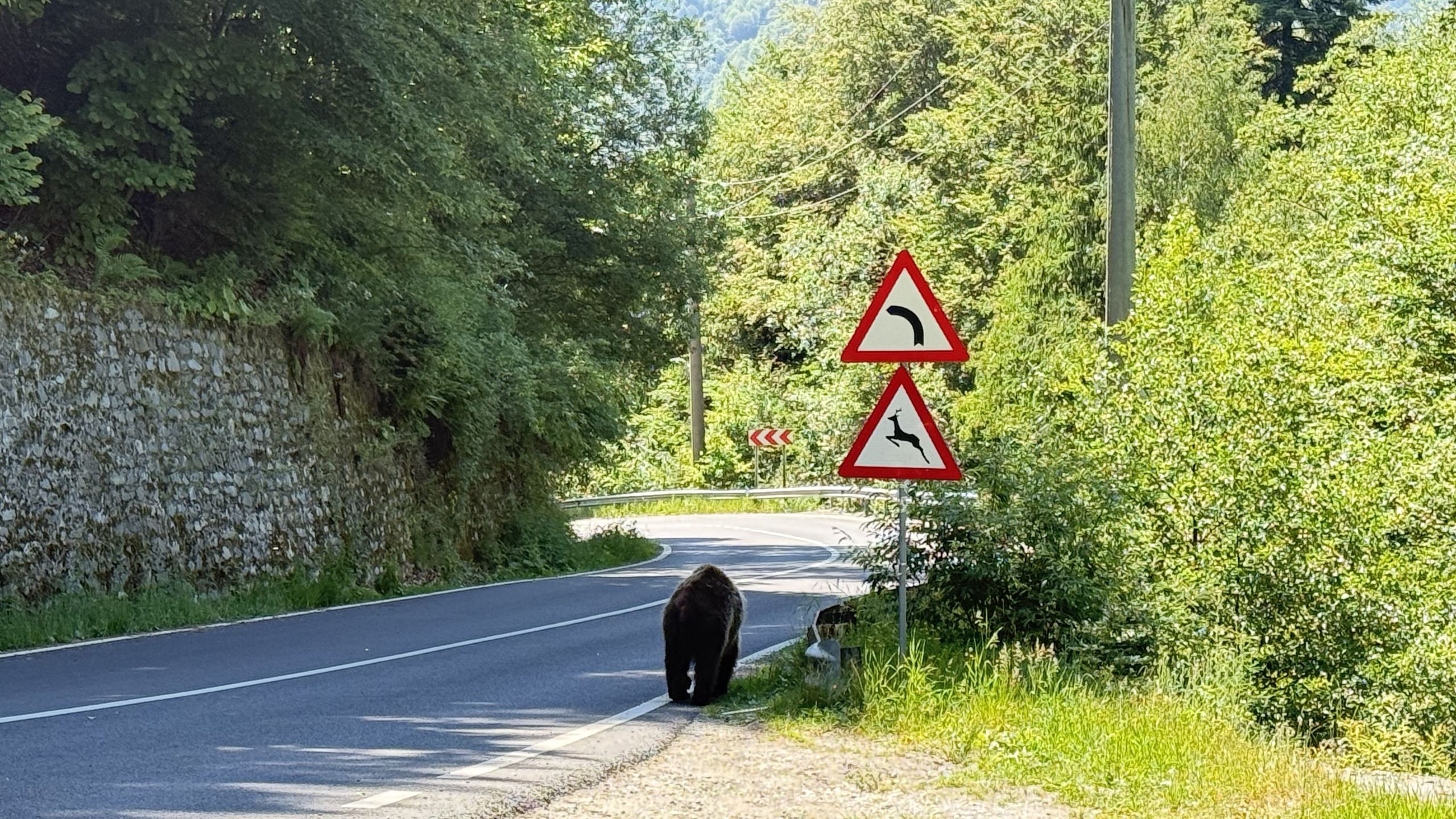 Niedźwiedzie czują się tu bardzo swobodnie