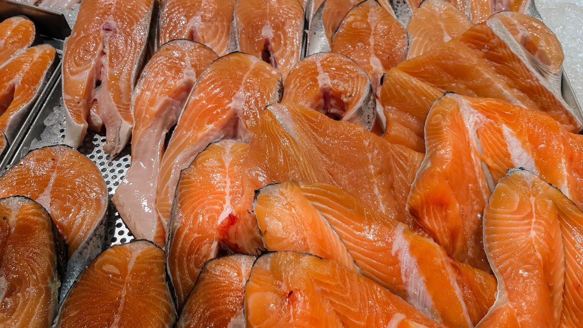 Łosoś hodowlany jest szkodliwy