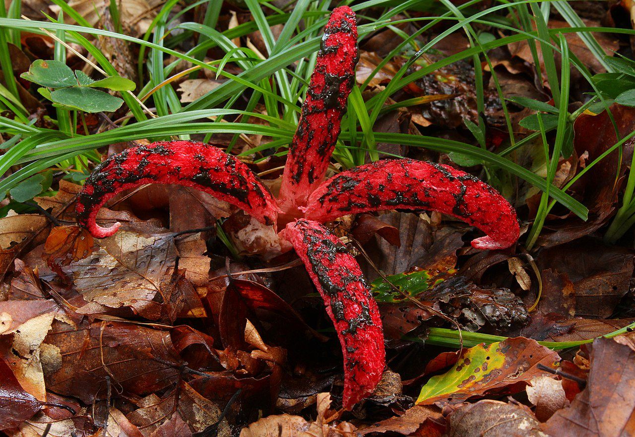 Okratek australijski, czyli "palce diabła" w polskim lesie. Mężczyzna znalazł niecodzienny okaz grzyba
