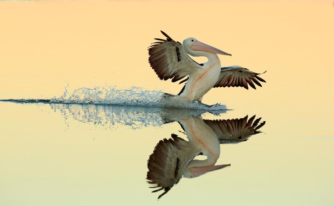 Oto najlepsze zdjęcia ptaków w konkursie Bird Photographer of the Year 2017 12