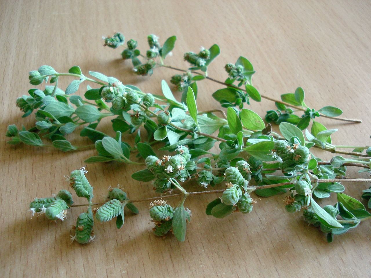 Oregano to źródło cennych fitochemikaliów